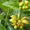 Lamium