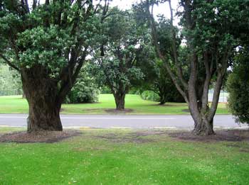 We call them New Zealand Xmas trees because they have red needle-like flowers in mid December. We call them New Zealand Xmas trees because they have red needle-like flowers in mid December.