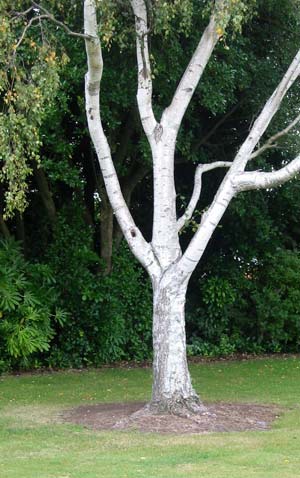 Silver Birch Tree Silver Birch Tree