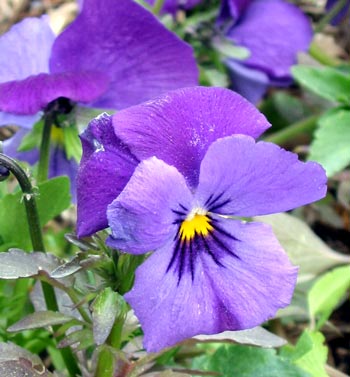 I need to go into mass production of these beautiful garden fillers. I need to go into mass production of these beautiful garden fillers.