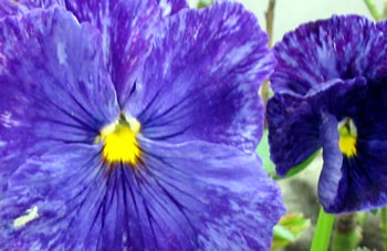 I cheated! This pansy is in a pot on my glass-house bench! I cheated! This pansy is in a pot on my glass-house bench!