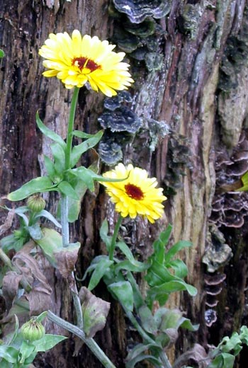 An easy-to-grow annual flower. An easy-to-grow annual flower.