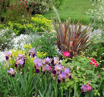 Hybrid flaxes look great in mixed borders. Hybrid flaxes look great in mixed borders.