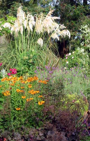 In New Zealand mixed borders often have the native Toe Toe in the centre. The leaves are sharp edged, though, and gardening gloves must be worn. In New Zealand mixed borders often have the native Toe Toe in the centre. The leaves are sharp edged, though, and gardening gloves must be worn.