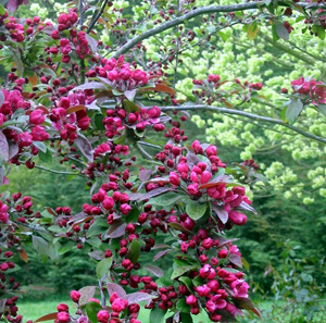 The elm tree with a small Crabapple tree in spring blossom. The elm tree with a small Crabapple tree in spring blossom.