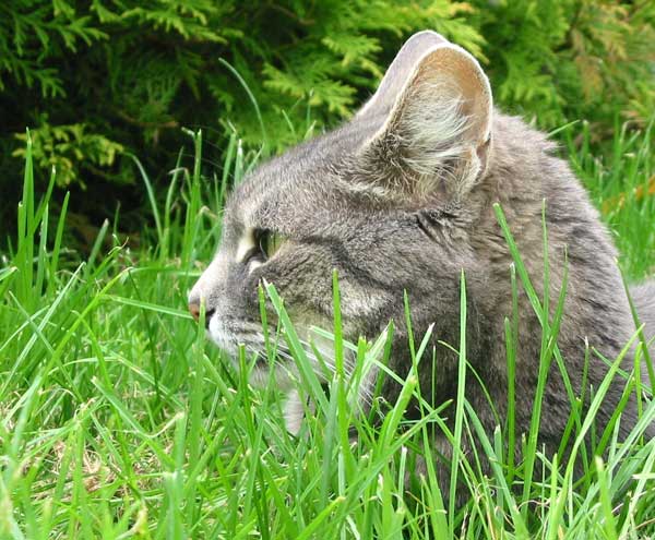 I now have over 100 photos of Stumpy in various grass poses. I now have over 100 photos of Stumpy in various grass poses.
