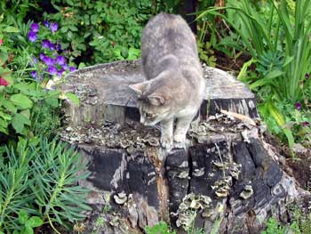 Jerome exploring a barely visible tree stump. Jerome exploring a barely visible tree stump.