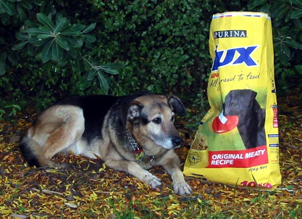 Taj-dog's not so favourite dog biscuits. Taj-dog's not so favourite dog biscuits.