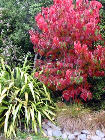 This dogwood puts on a brilliant display every Autumn - and always gets its photo taken! This dogwood puts on a brilliant display every Autumn - and always gets its photo taken!