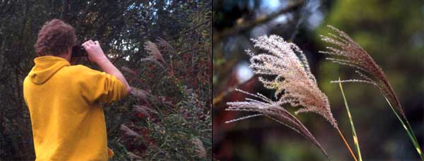 Caught in the act of snapping the miscanthus. Caught in the act of snapping the miscanthus.