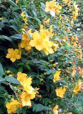 This shrub always survives to flower another day. This shrub always survives to flower another day.