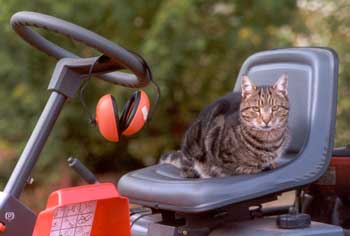 Big Fat Sifter the cat is not afraid of the Lawnmower. Big Fat Sifter the cat is not afraid of the Lawnmower.