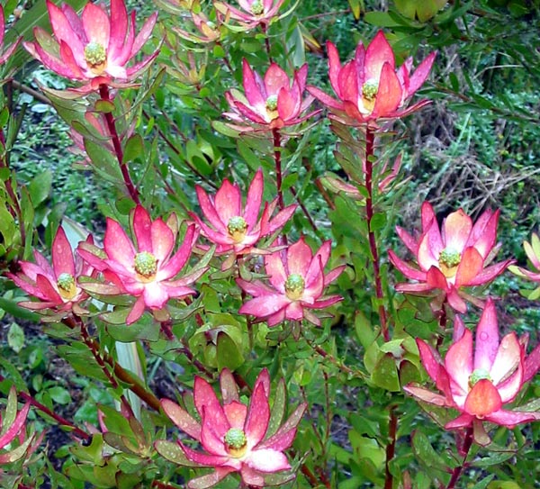 Leucadendron Safari Sunset. Leucadendron Safari Sunset.