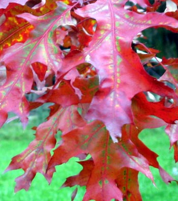 Yes, it's another oak tree leaf. Yes, it's another oak tree leaf.