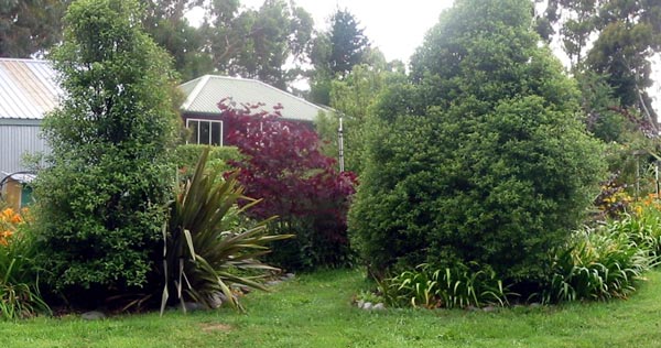  Tireless providers of texture in the garden. 