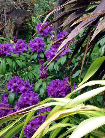 This beautiful purple rhododendron has had a very lucky escape. This beautiful purple rhododendron has had a very lucky escape.