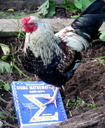 Pecking at a Statistics book. Pecking at a Statistics book.