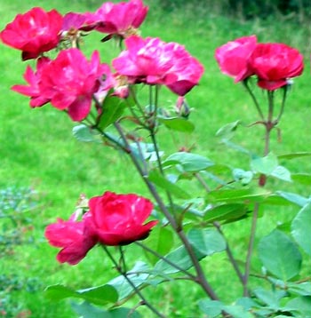 An unknown cherry bush rose. An unknown cherry bush rose.