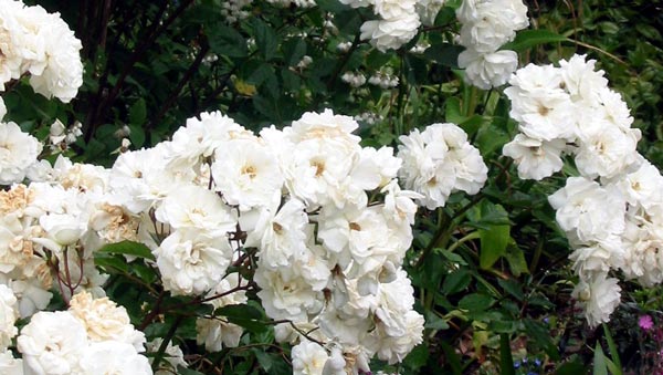 This is a gleaming glistening white rose I love. This is a gleaming glistening white rose I love.