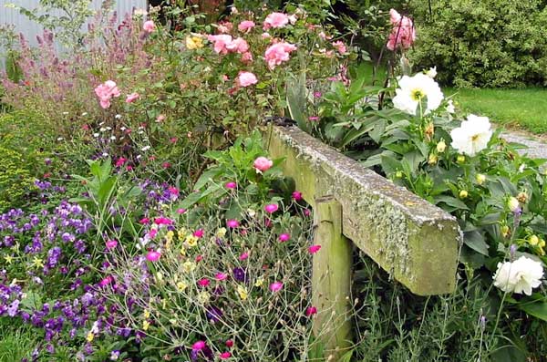 A messy planting of flowers in the stables garden border A messy planting of flowers in the stables garden border