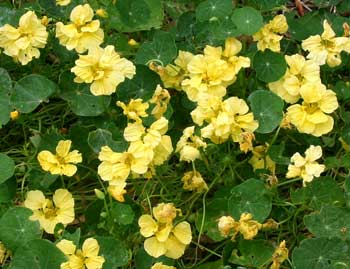 These were first grown from a packet of seeds. Now I just collect and scatter. These were first grown from a packet of seeds. Now I just collect and scatter.