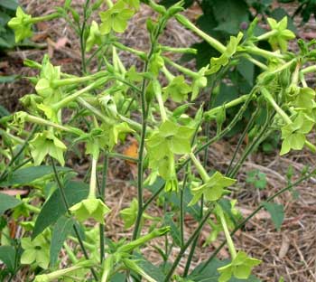 Guaranteed self-sown. Guaranteed self-sown.