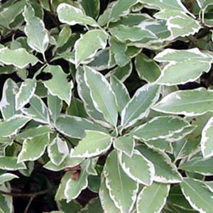  Sensitive variegations. 