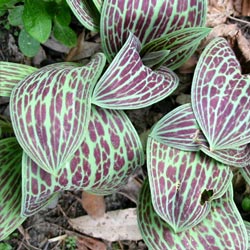 The leaves are about 15cm in length. The leaves are about 15cm in length.