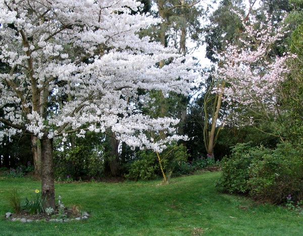 Spring beauties. Spring beauties.
