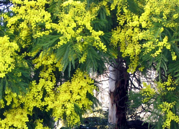 Acacia (Wattle) tree in flower. Acacia (Wattle) tree in flower.