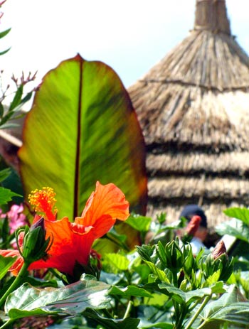 Some of the African plantings in the Seeds of Hope award-winning garden.