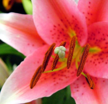 One of the very high standard of blooms on display One of the very high standard of blooms on display