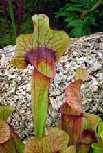 Pitcher plants collect water Pitcher plants collect water