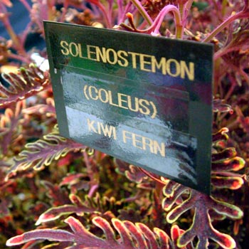 Taking pictures of the labels really helped us identify the plants, and the super-macro function on the digital camera brings out the detail in the plant. Taking pictures of the labels really helped us identify the plants, and the super-macro function on the digital camera brings out the detail in the plant.