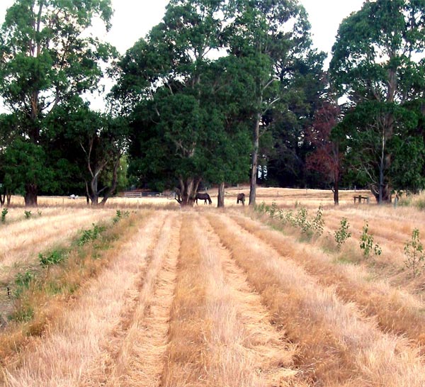 See how parched and brown the grass in the paddock is. See how parched and brown the grass in the paddock is.