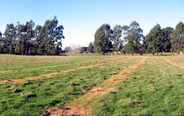 The grass in the paddock looks nice and green. Wait until summer comes! The grass in the paddock looks nice and green. Wait until summer comes!