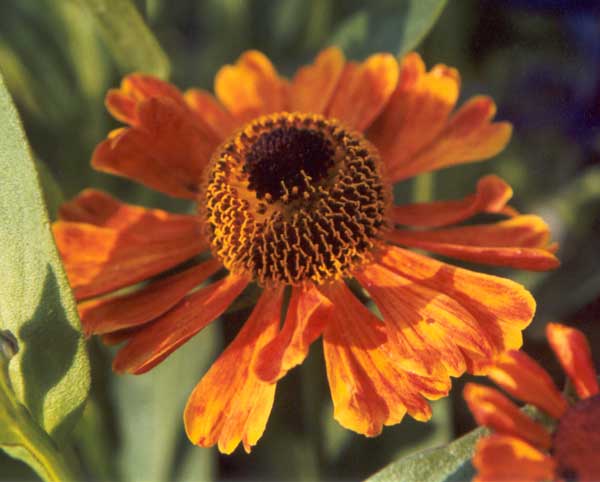 A beautiful colour for the perennial garden. A beautiful colour for the perennial garden.