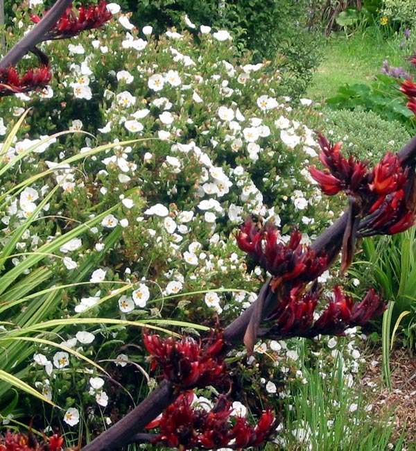 A tough shrub for tough situations. A tough shrub for tough situations.