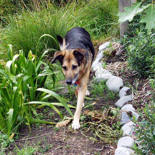 The green strappy plants are Japanese Iris. The green strappy plants are Japanese Iris.
