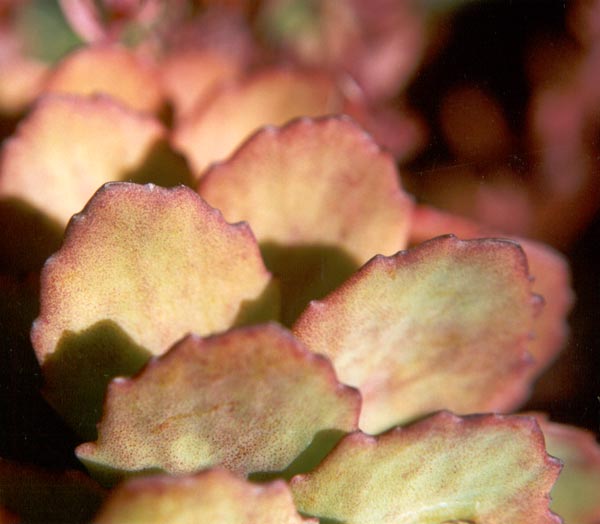 Warm earthy autumnal garden tones. Warm earthy autumnal garden tones.