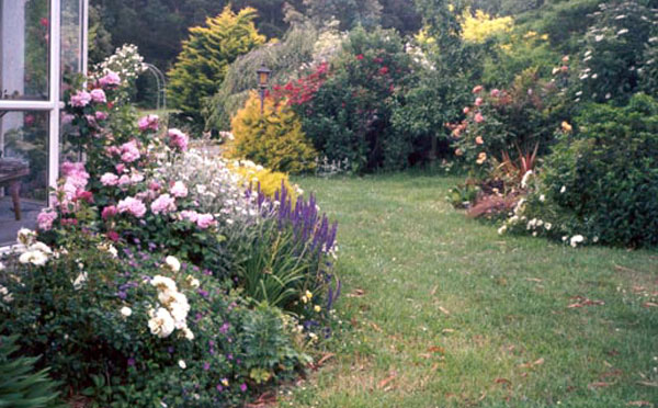 roses in bloom everywhere roses in bloom everywhere