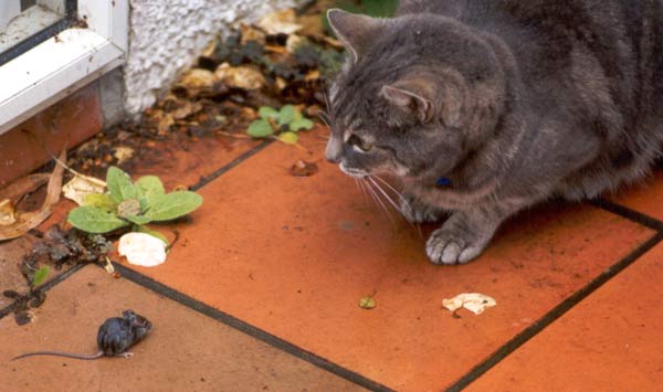 Stumpy the cat and an unfortunate mouse Stumpy the cat and an unfortunate mouse