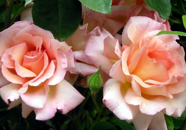 Spring Compassion flowers. Spring Compassion flowers.