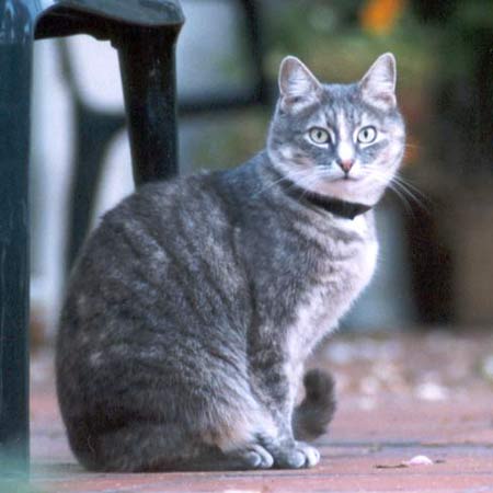Jerome the garden patio cat Jerome the garden patio cat