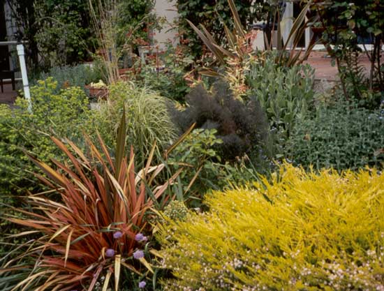 I've also grown bronze fennel in a garden pot. All the stylish gardeners I read about use bronze fennel... I've also grown bronze fennel in a garden pot. All the stylish gardeners I read about use bronze fennel...