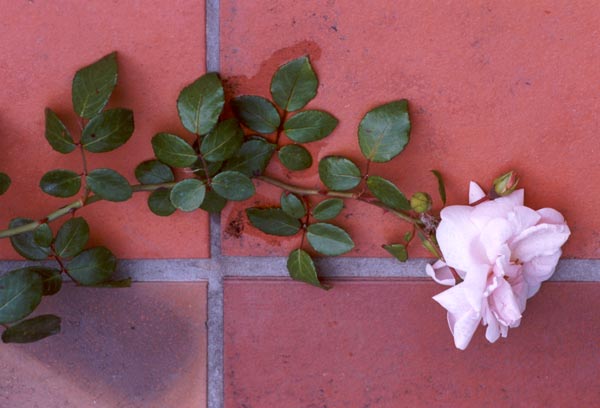 Fallen down onto the patio tiles. Oops. Fallen down onto the patio tiles. Oops.