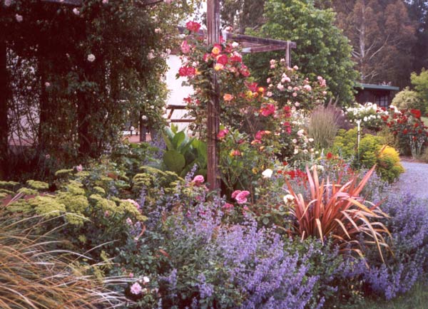 spring colour and patio roses spring colour and patio roses