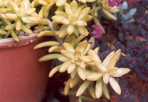 These succulent pots are often covered in spiders' webs. These succulent pots are often covered in spiders' webs.
