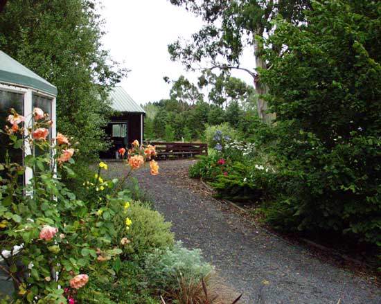 Westerland is a beautifully fragrant rose Westerland is a beautifully fragrant rose