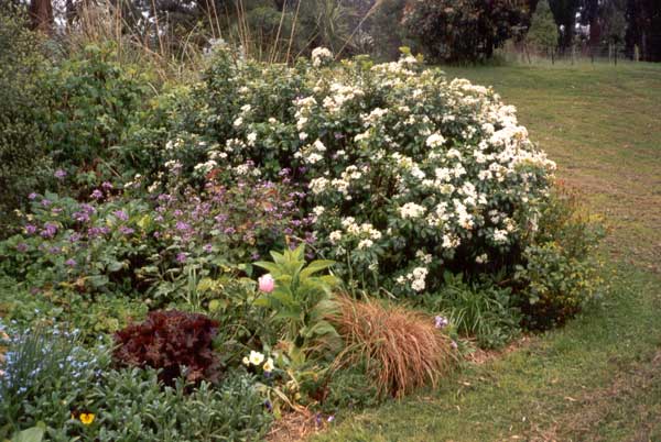The shrub Choisya has a citrus smell. The shrub Choisya has a citrus smell.
